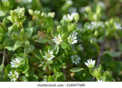 In the spring, Stellaria media grows in the wild