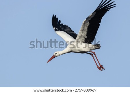 Spring the storks are back in the Netherlands