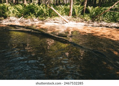 Spring stream in the middle of the forest