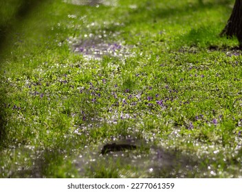 Spring stream in a park