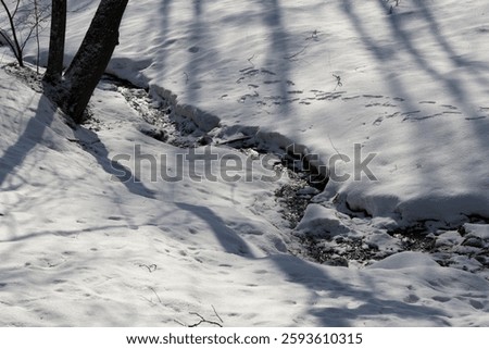 Spring streamlet flows between white snowdrifts and glitters in the bright sunlight