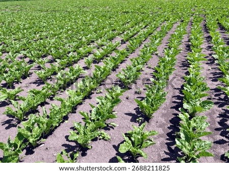 In the spring, sugar beet grows on the farmer's field