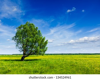 Spring summer background - blooming flowers green grass field meadow scenery lanscape under blue sky with single lonely tree