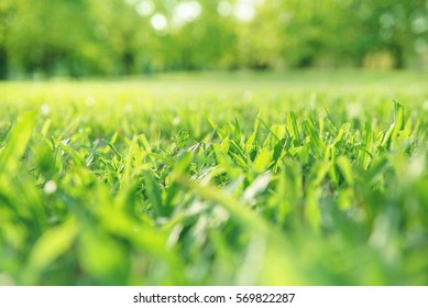 Spring And Summer Background Concept, Close Up Green Grass Field With Blurred Park Background And Sunlight.