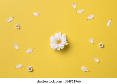 Spring Or Summer Background With Copy Space For Text: Chamomiles And Petals, White Flower With Yellow Heart In The Center. Top View. Flat Lay.   