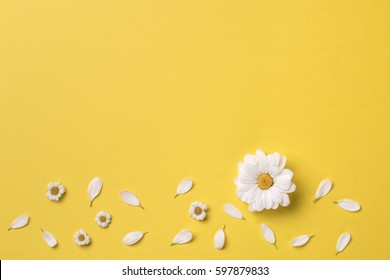 Spring or summer background with copy space for text: chamomiles and petals, white flower with yellow heart. Top view. Flat lay.
