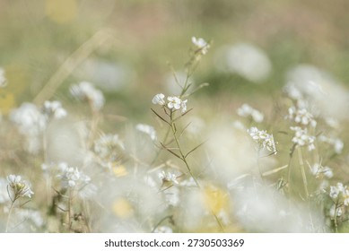 Spring summer background featuring soft-focus wildflowers with bokeh. Delicate natural floral background. eco-friendly concept.
