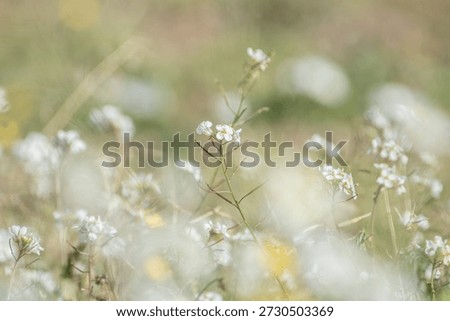 Spring summer background featuring soft-focus wildflowers with bokeh. Delicate natural floral background. eco-friendly concept.