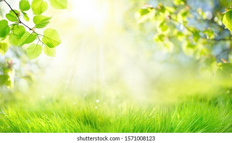 Spring Summer Background With Frame Of Grass And Leaves On Nature. Juicy Lush Green Grass On Meadow In Morning Sunny Light Outdoors, Copy Space, Soft Focus, Defocus Background.