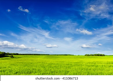 Spring summer background - green grass field meadow scenery lanscape with blue sky
