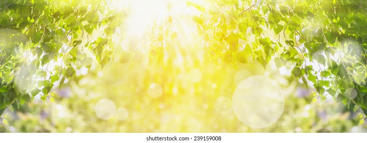 Spring Summer Background With Green Tree,sunlight And Sun Rays, Panorama