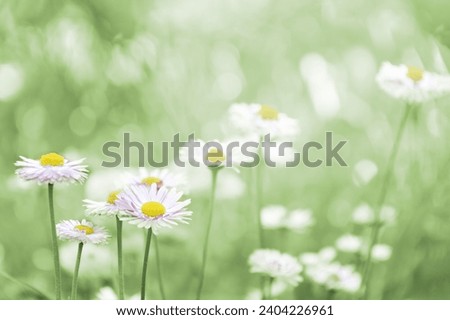 Spring, summer background. Meadow flowers. Camomile.