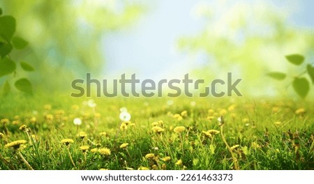 Spring summer blurred natural background. Beautiful meadow field with fresh grass and yellow dandelion flowers against sky.