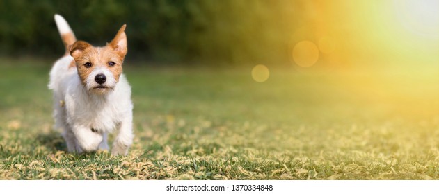 Playful Happy Pet Dog Puppy Running Stock Photo 1722827197 | Shutterstock