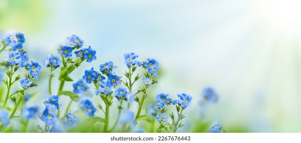 Spring or summer flowers landscape. Blue flowers of Myosotis or forget-me-not flower on sunny blurred background. Selective soft focus. - Powered by Shutterstock