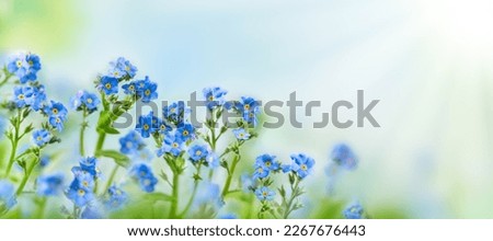 Similar – Image, Stock Photo Blue flowering field at the roadside