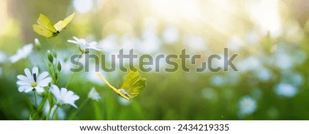 Spring or summer forest glade with flowering grass and butterflies on a sunny day; back lighting, high key
