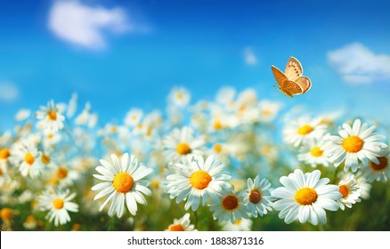 Spring Summer Landscape With Field Flowers Of Daisies And Fluttering Butterfly On Background Blue Sky With Clouds In Nature. Colorful Artistic Image Beauty Of Environment.