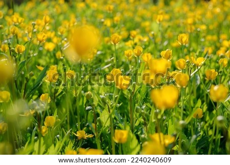 Spring or summer landscape with yellow flowers of buttercup. Floral background of ranunculus acris many yellow flowers with green, selective focus. Nature background with copy space for banners.