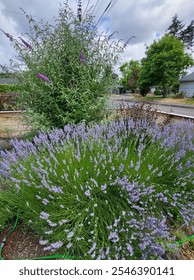 Spring and Summer Lavender in full bloom