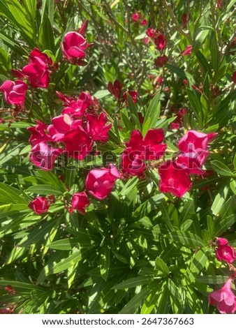 Spring and Summer Native Florals. Rad and Pink Blooms.