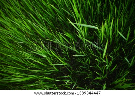 Spring or summer nature background with juicy grass