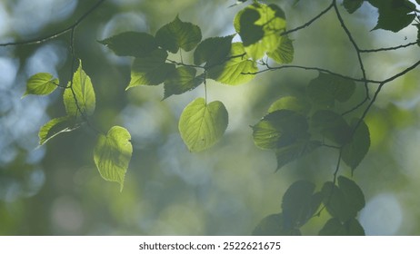 Spring Summer Nature On A Sunny Day. Beautiful Forest With Green Leaves. Green Foliage Of Trees With Afternoon Sun. Slow motion. - Powered by Shutterstock