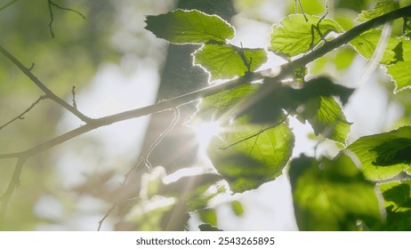 Spring Summer Nature On A Sunny Day. Beautiful Forest With Green Leaves. Green Foliage Of Trees With Afternoon Sun. Bokeh. - Powered by Shutterstock