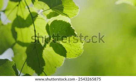 Similar – Foto Bild Blättchen III Natur