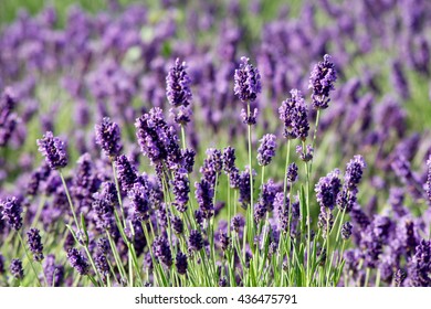 English Lavender Hd Stock Images Shutterstock