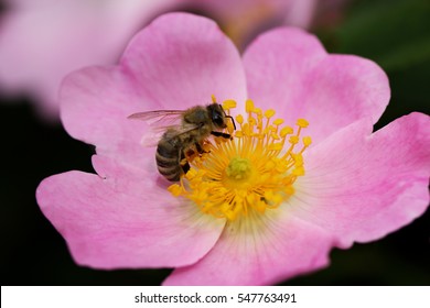 spring (summer) rose flower and bee. Bee on a flower. Bee on a flower of a pink flower