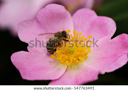 spring (summer) rose flower and bee. Bee on a flower. Bee on a flower of a pink flower