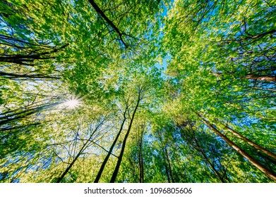 12,176 Tree canopy looking Images, Stock Photos & Vectors | Shutterstock