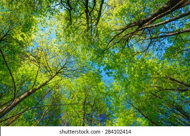 227,740 Sky through trees Images, Stock Photos & Vectors | Shutterstock