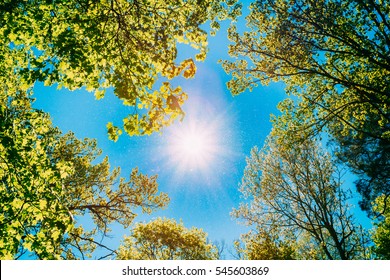Spring Summer Sun Shining Through Canopy Of Tall Trees. Sunlight In Deciduous Forest, Summer Nature, Sunny Day. Upper Branches Of Tree With Fresh Green Foliage. Low Angle View. Woods Background