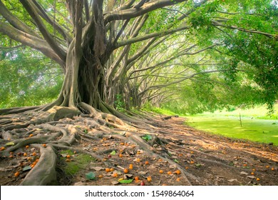 In spring, the sun shines on the big banyan forest in the lush forest.