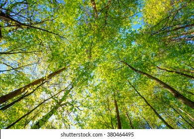 Spring Sun Shining Through Canopy Of Tall Trees Woods. Sunlight In Forest, Summer Nature. Upper Branches Of Trees Background. Nobody. Environment Concept.