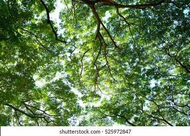 Spring Sun Shining Through Canopy Of Tall Tree. Sunlight In Deciduous Forest, Summer Nature, Sunny Day. Upper Branches Of Tree With Fresh Green Foliage.