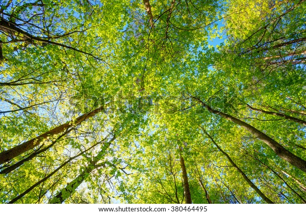 高い木々の林冠の間を照らす春の太陽 森の中の日差し 夏の自然 木の背景に上の枝 誰も 環境のコンセプト の写真素材 今すぐ編集