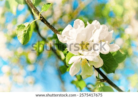Similar – Image, Stock Photo Apple blossom buds under the blue sky