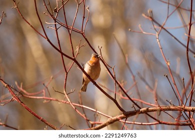spring sunny day, forest bird in the spring forest