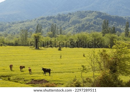 spring sunny mountains landscape with caws 