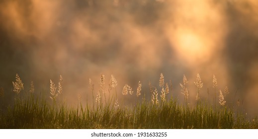 Spring Sunny Nature Background. Grass With Misty Background Illuminated With Morning Sunshine. Spring Sunrise Over Field.