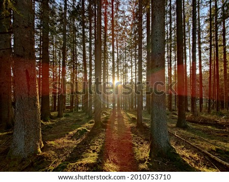 spring sunset in the blackforest in the woods