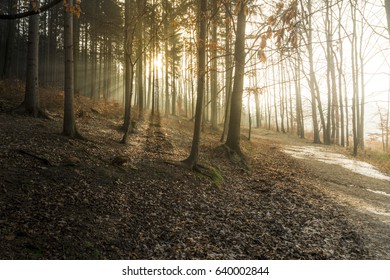 2,577 Forest god rays Images, Stock Photos & Vectors | Shutterstock
