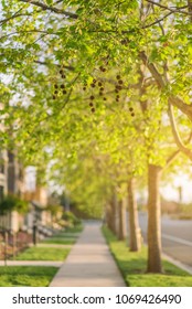 Spring Sunset Over Street