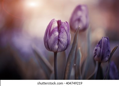 spring sunset purple tulips closeup