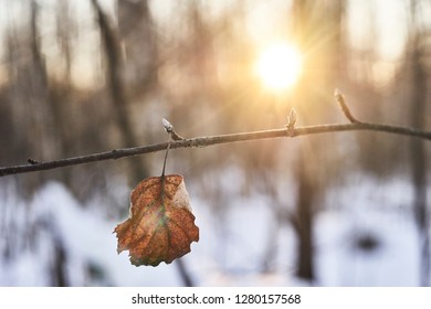             Spring sunset.Lonely leaf in forest                   