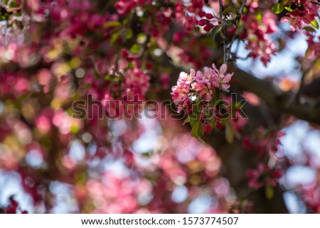 Spring sunshine sparkles around the petals of a Crabapple tree in full bloom.