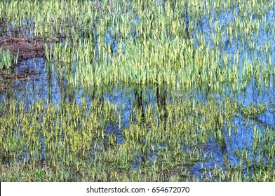 Spring in the swamp